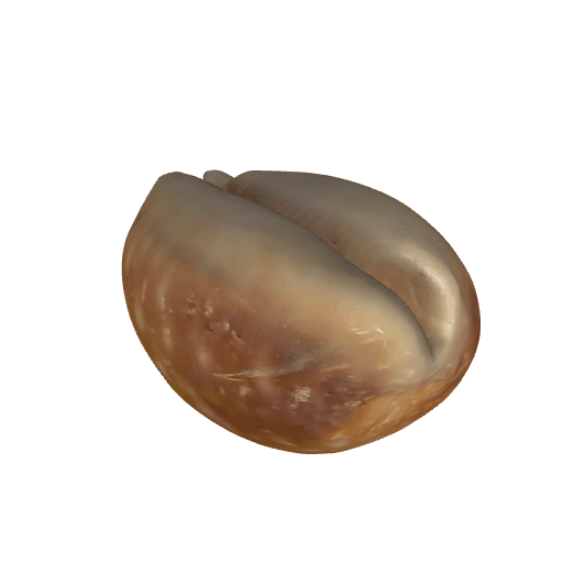 白星宝螺
