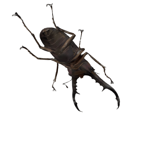 美他利弗细身赤锹甲