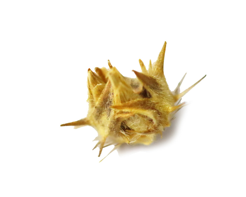 刺蒺藜