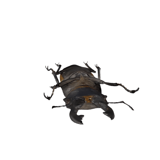 卡斯特鬼艳锹甲