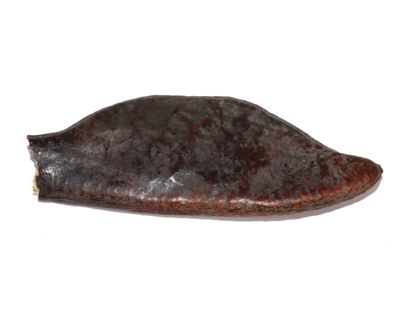 大皂角