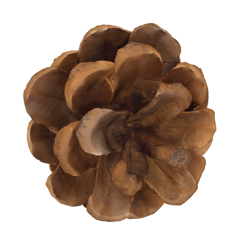 松塔