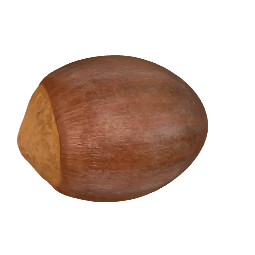 橡果