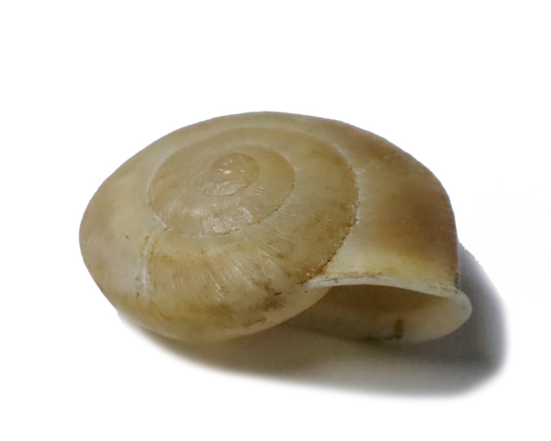 次巴蜗牛