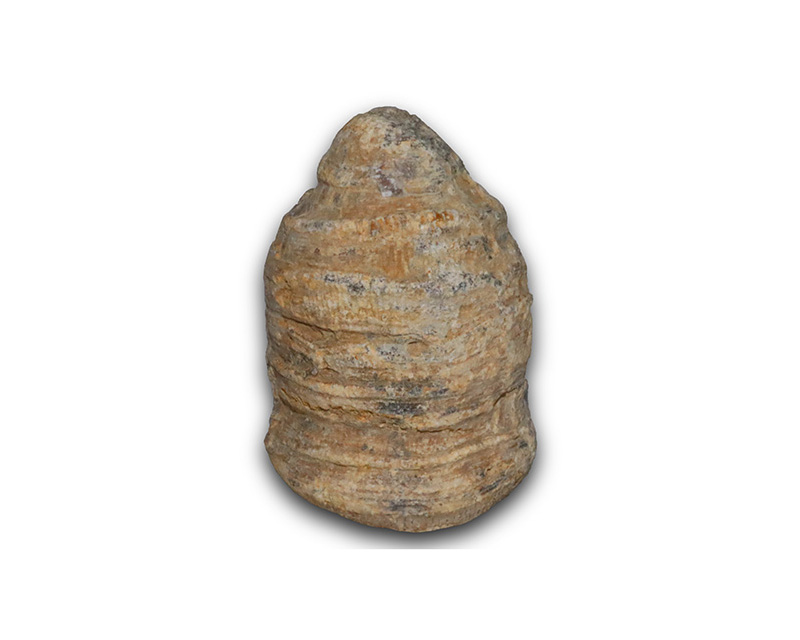 粗糙珊瑚