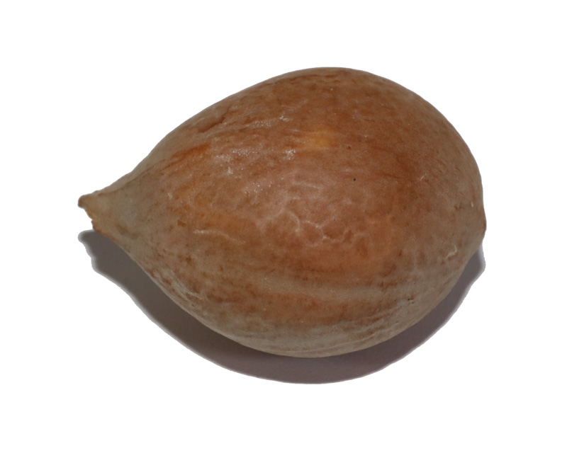 铁树