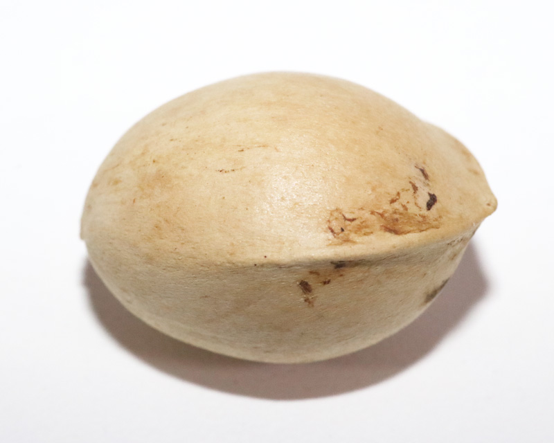 银杏
