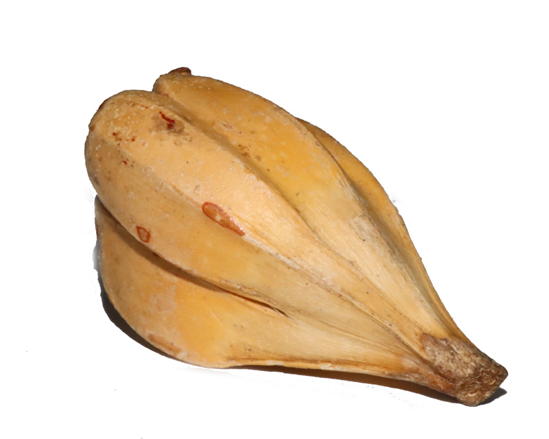 露兜