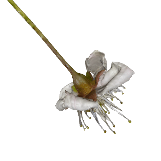 山楂花