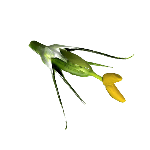 月季花花蕊