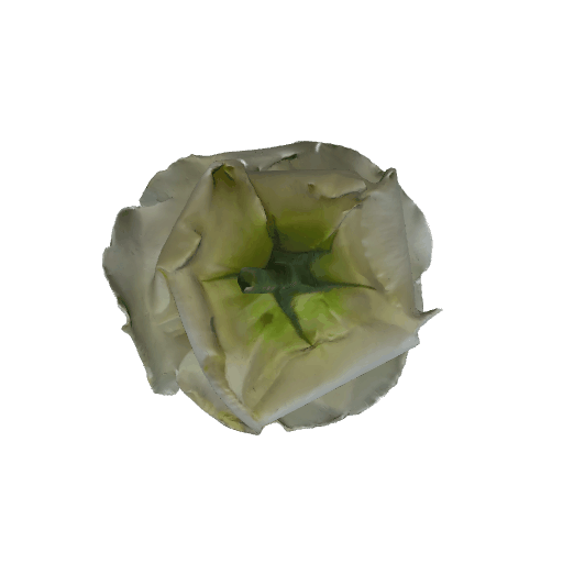 白色月季花