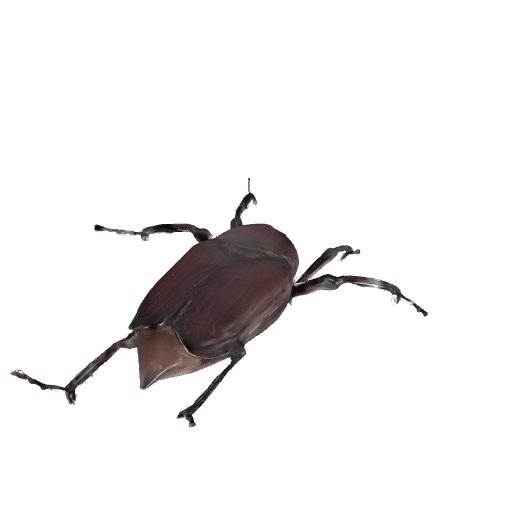 竹象虫