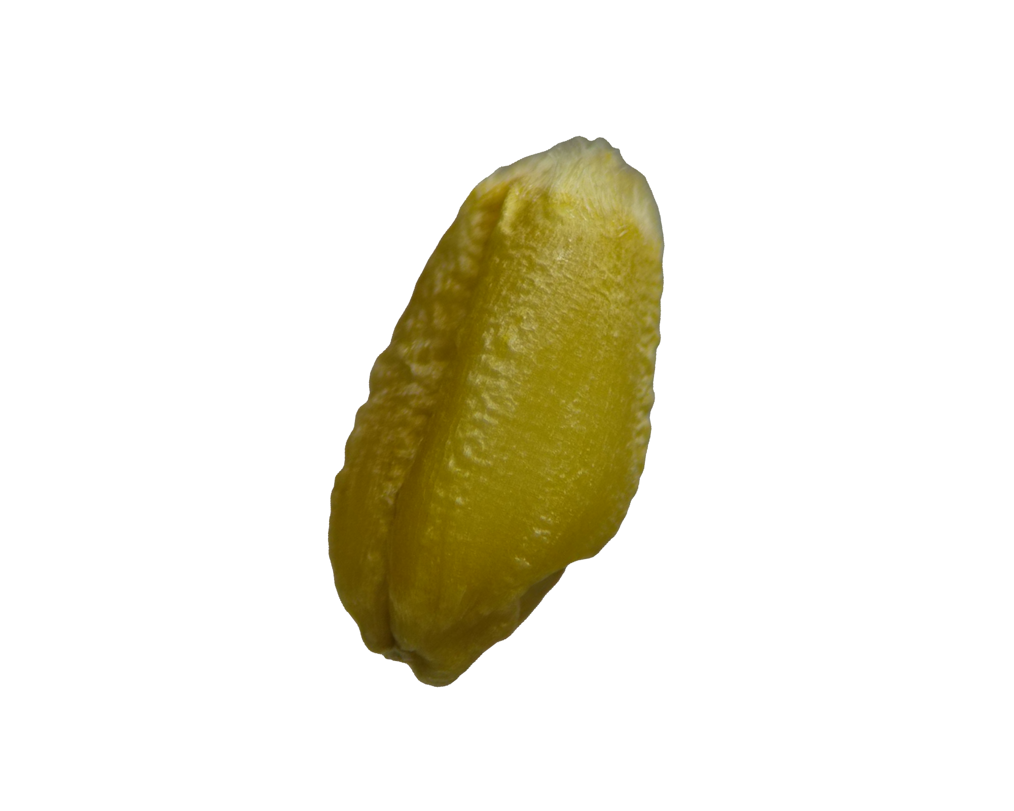 麦粒-40