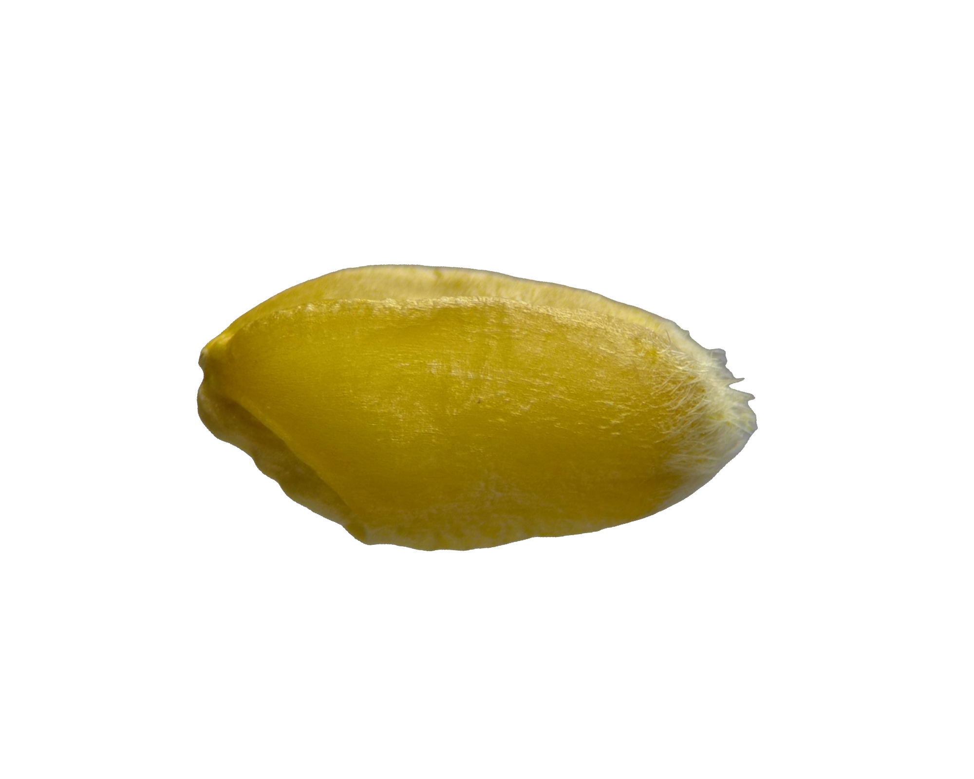 麦粒-41