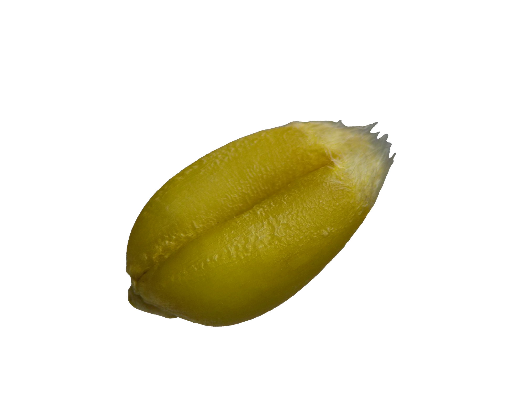 麦粒-F