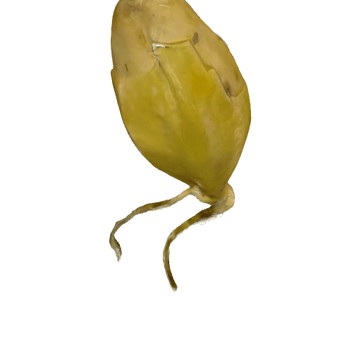 麦芽