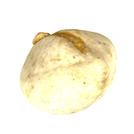乌桕