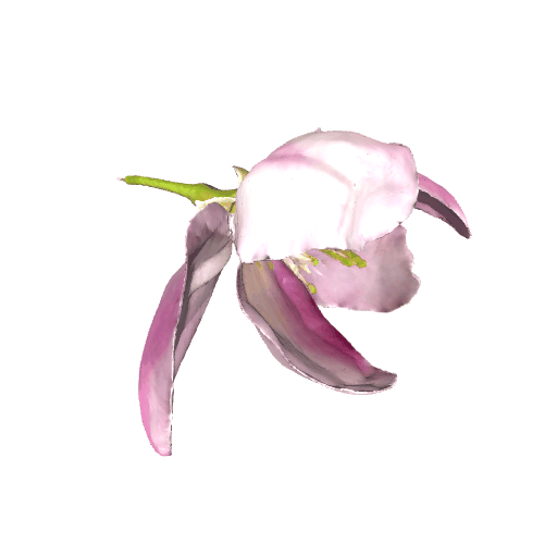 山楂花