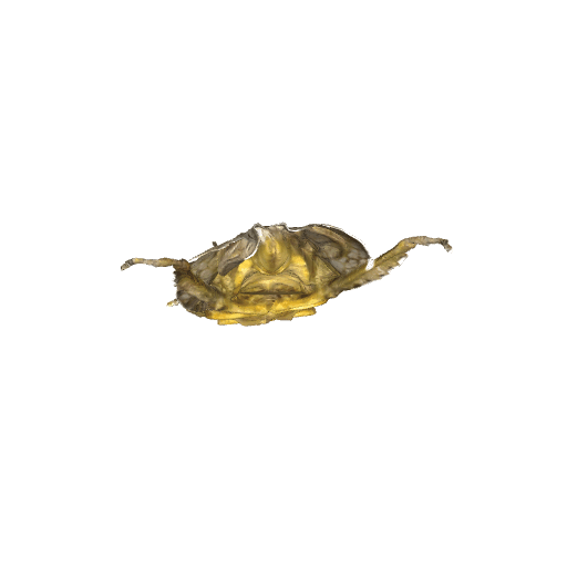 某小虫
