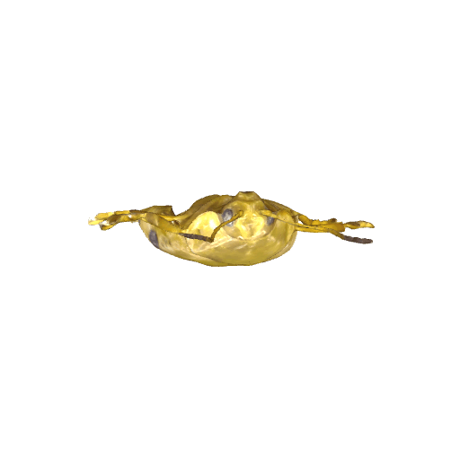 某黑斑黄色昆虫