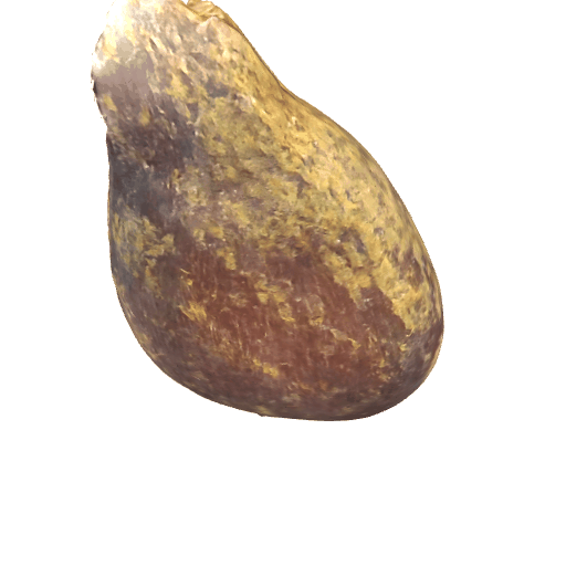 梨种子
