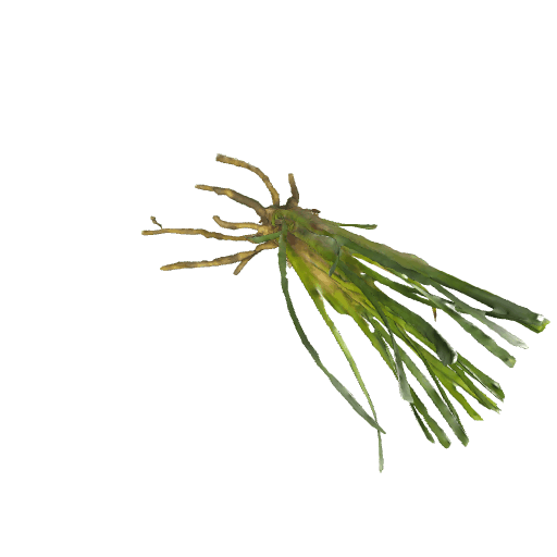 野草1