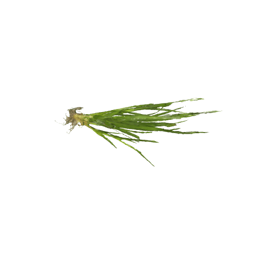 野草2